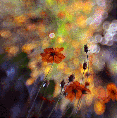 Flower Light