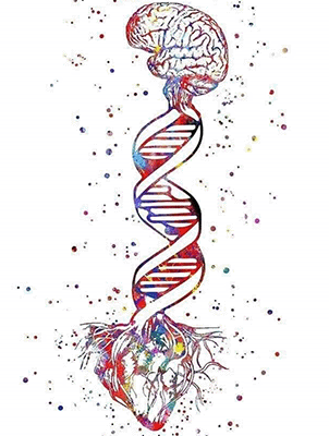 Heart Brain DNA